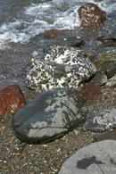 Firth of Clyde rocks